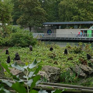 Sulawesi crested macaques, September 2018