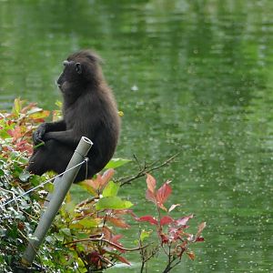 Sulawesi crested macaque, September 2018