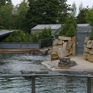 California sea lion enclosure, September 2018