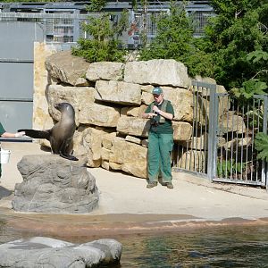 California sea lion, September 2018