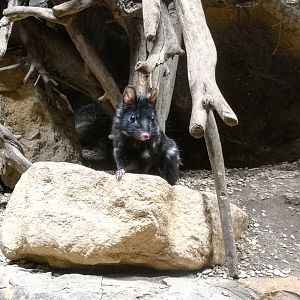Eastern quoll