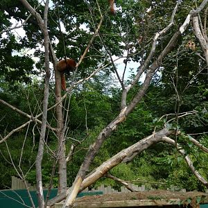 Red panda enclosure, September 2018