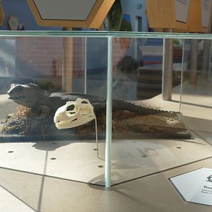 Tuatara display, September 2018