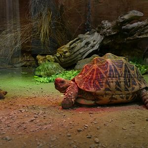 Star tortoise, September 2018