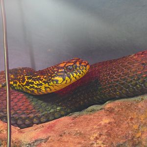 King rat snake, September 2018