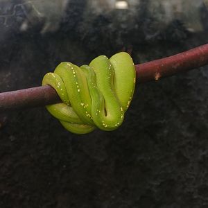 Green tree python, September 2018