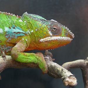 Panther chameleon, September 2018