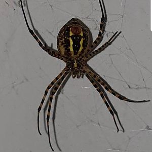 Argiope trifasciata