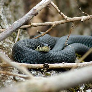 Grass Snake