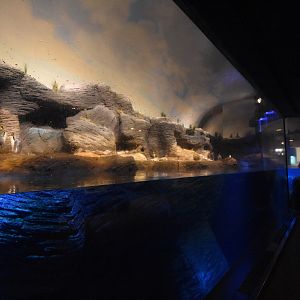 Vriesland - Penguin enclosure