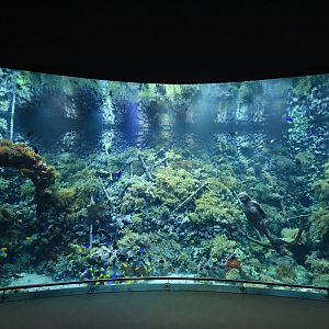 Aquarium - Main reef tank