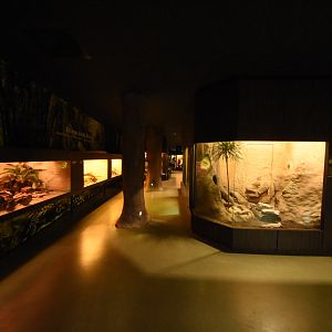 Reptile house - overview