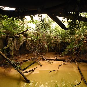 Reptile house - Caiman enclosure