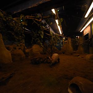 Nocturama - Aardvark & Springhare enclosure