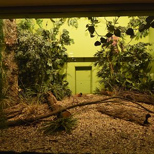 Ape house - Sengi enclosure