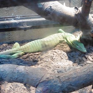 Emerald Tree Monitor