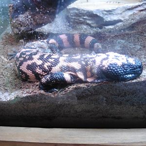 Gila Monster
