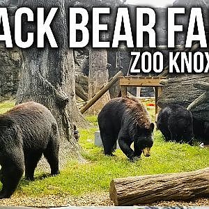 Zoo Tours Ep. 35: Black Bear Falls