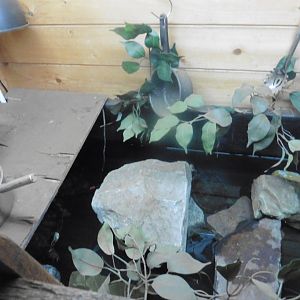 Annam Leaf Turtle...bath!