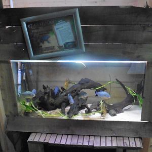 Red-bellied Piranha tank