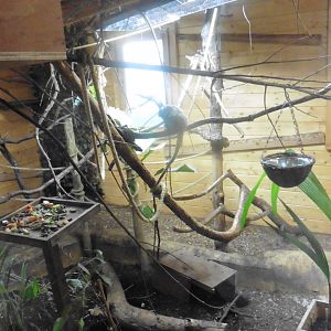 Black-tailed and White-lipped Marmoset Shed