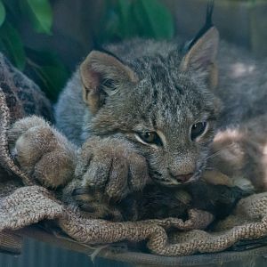 Canadian lynx paws.