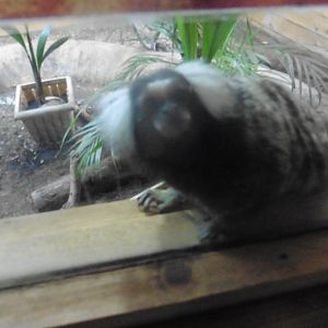 Common (Tufted) Marmoset