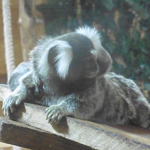 Common (Tufted) Marmoset