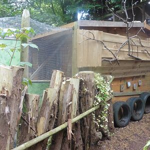 Animal shed enclosure:Goeldi's Monkey