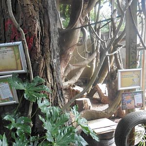 Red fronted & Grey Mouse Lemur,and Bells Hinge-back Tortoise