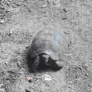 Bell's Hinge-back Tortoise