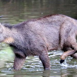 Chinese goral paddling; Pairi Daiza; 12th September 2018.JPG