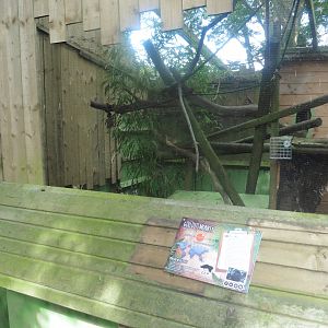 Goeldi's Monkey enclosure