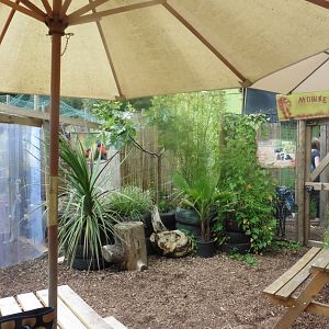 Rainbow Lorikeet (l),Ring-tailed Lemur (r) walkthroughs