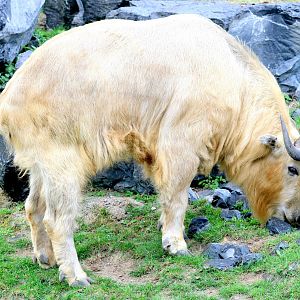 Golden takin; Pairi Daiza; 12th September 2018.JPG