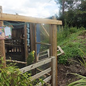 Blue-fronted Amazon cage