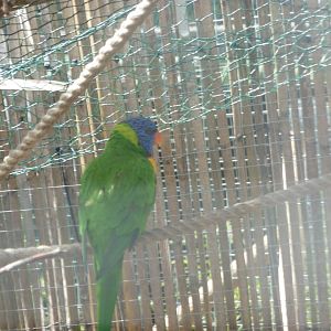 Rainbow Lorikeet