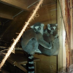 Ring-tailed Lemurs