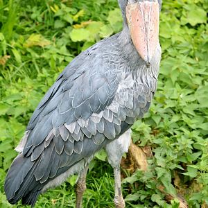 Shoebill; Pairi Daiza; 12th September 2018.JPG