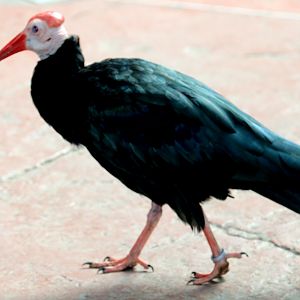 Southern bald ibis; Pairi Daiza; 11th September 2018.JPG