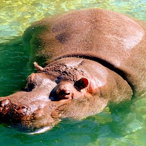 Hippopotamus; Pairi Daiza; 11th September 2018.JPG