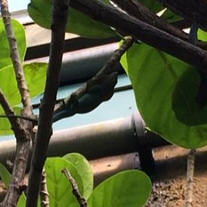 Anolis carolinensis (Green Anole)