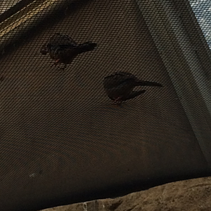 Socorro Doves on top of the netting
