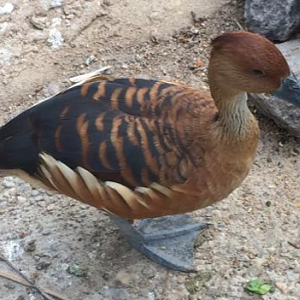 Fulvous Whistling Duck