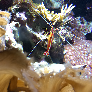 Red-Backed Cleaner Shrimp (Lysmata amboinensis)