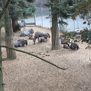 Wildebeest herd in the Safari separation exhibit