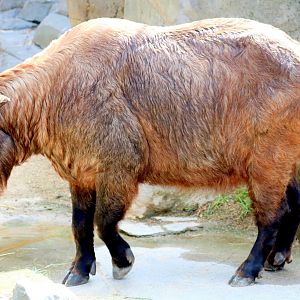 Mishmi takin; Antwerp; 7th September 2018