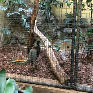 Grey-Winged Trumpeter indoor exhibit