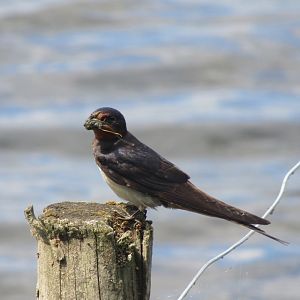 Barn Swallow
