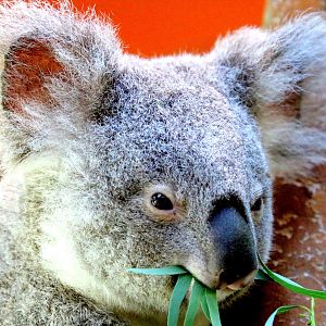 Koala; Antwerp; 7th September 2018